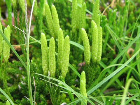 Lycopodium nikoense