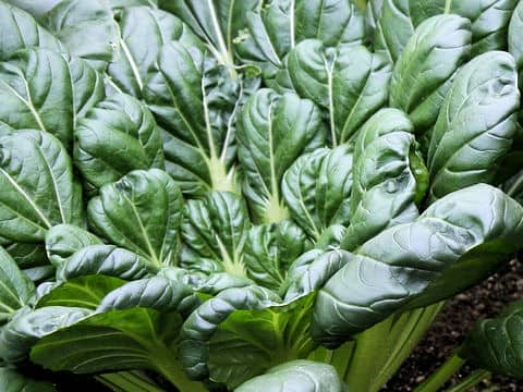 Brassica chinensis var. rosularis
