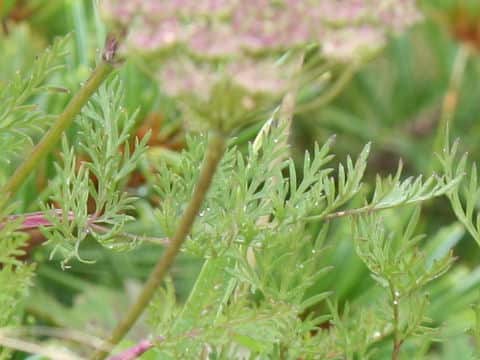Libanotis coreana var. alpicola