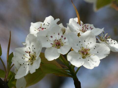 Pyrus kawakamii