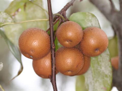 Pyrus kawakamii