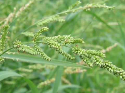 Echinochloa oryzicola
