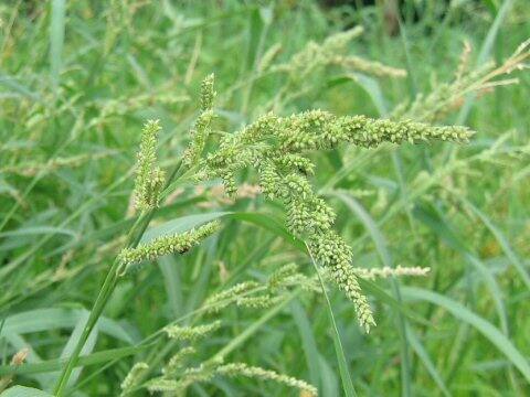 Echinochloa oryzicola