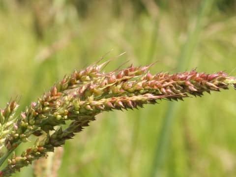 Echinochloa oryzicola