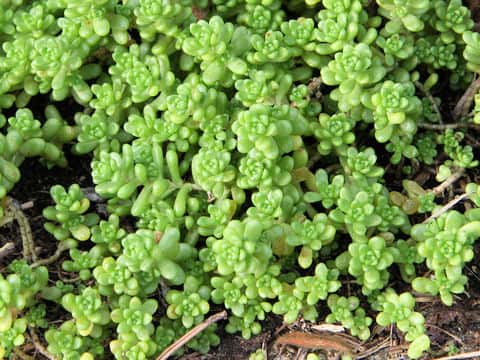 Sedum uniflorum ssp. oryzifolium