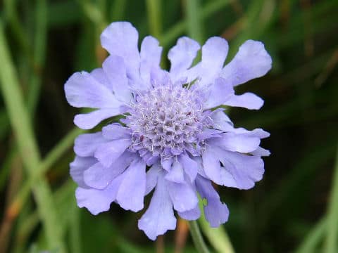 Scabiosa japonica var. alpina