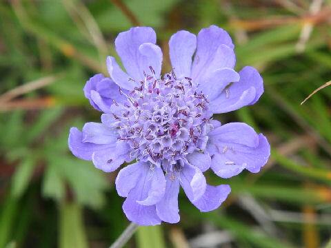 Scabiosa japonica var. alpina