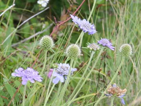 Scabiosa japonica var. alpina