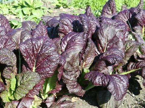 Brassica juncea var. integlifolia