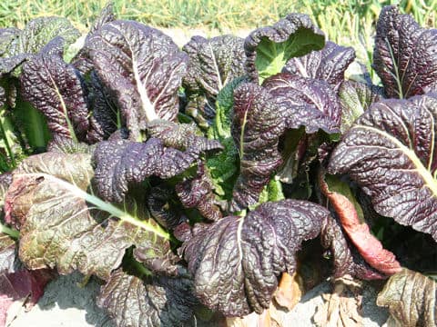 Brassica juncea var. integlifolia