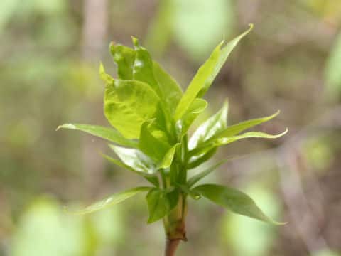 Evodiopanax innovans
