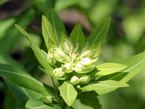 Euphorbia pekinensis