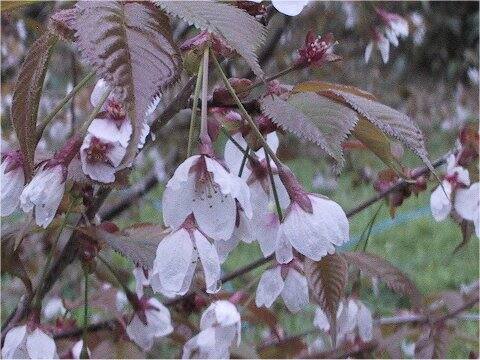 Prunus nipponica