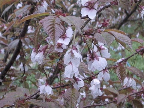 Prunus nipponica