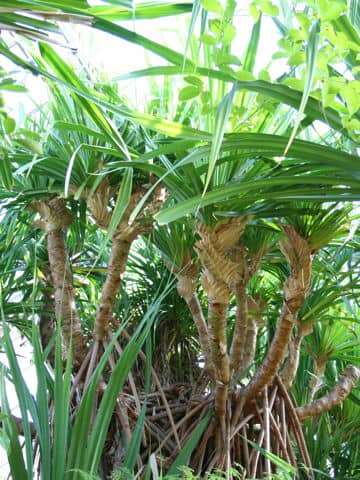 Pandanus boninensis