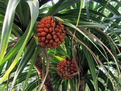 Pandanus boninensis