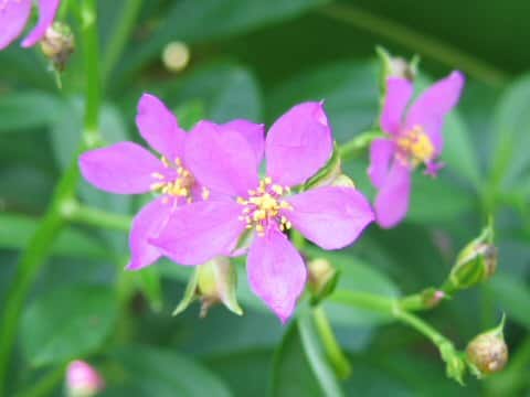 Talinum fruticosum