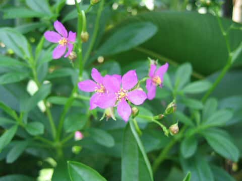 Talinum fruticosum