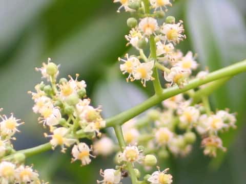 Spondias cytherea (dulcis)