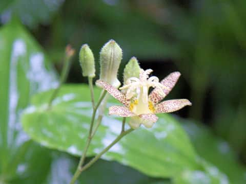 Tricyrtis latifolia