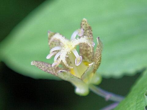 Tricyrtis latifolia