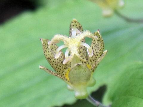 Tricyrtis latifolia