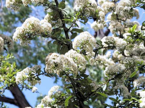Pyracantha angustifolia