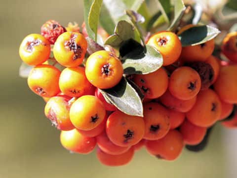 Pyracantha angustifolia