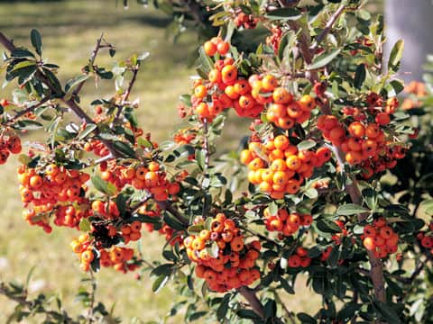 Pyracantha angustifolia