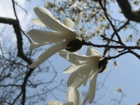 Magnolia salicifolia