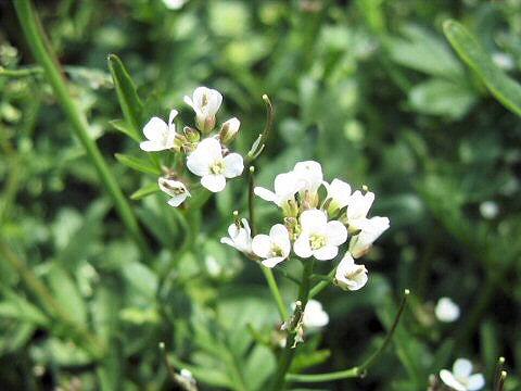 Cardamine flexuosa