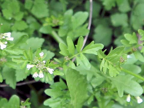 Cardamine flexuosa
