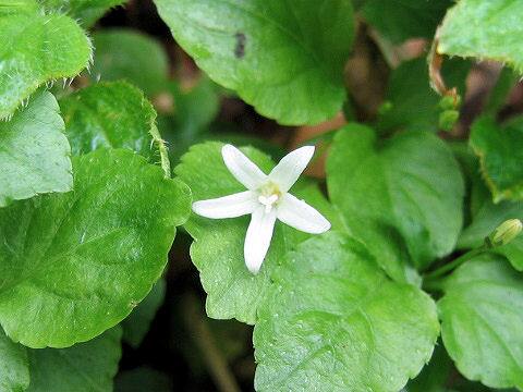 Peracarpa carnosa var. circaeoides