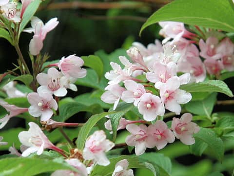 Weigela hortensis