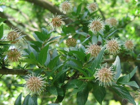 Adina pilulifera