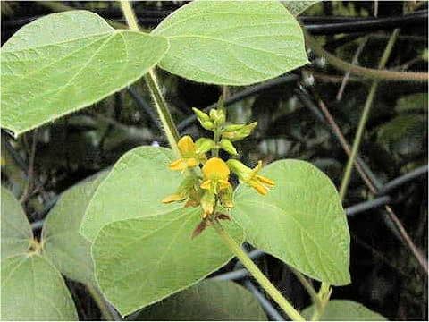 Rhynchosia volubilis
