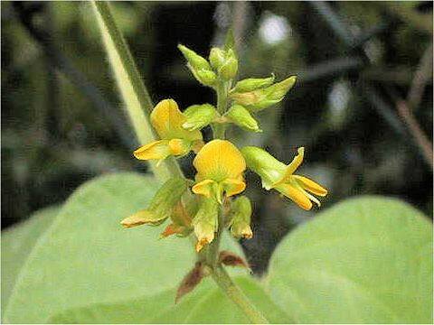 Rhynchosia volubilis