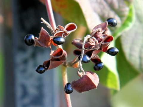 Rhynchosia volubilis