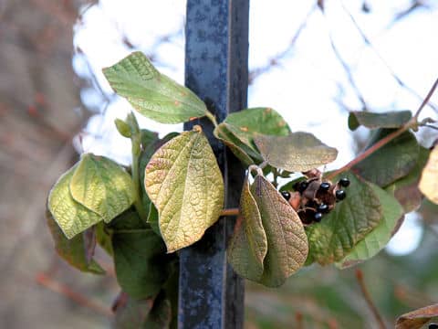 Rhynchosia volubilis