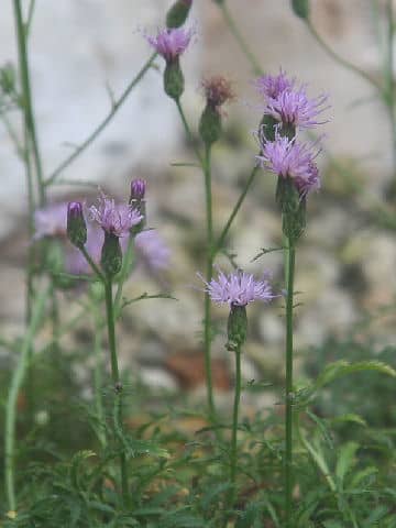 Serratula coronata var. insularis