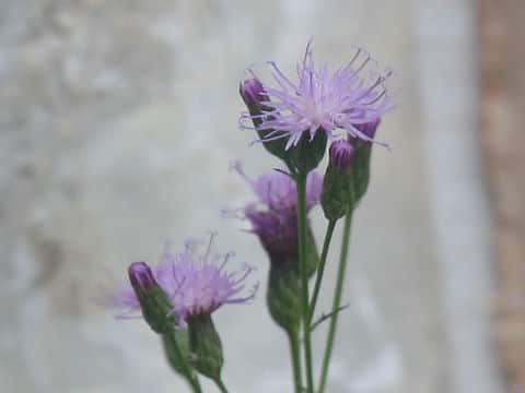 Serratula coronata var. insularis