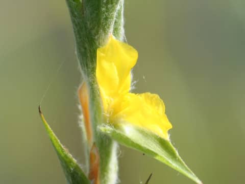 Philydrum lanuginosum