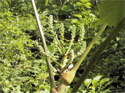Aralia elata