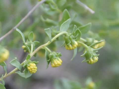 Flourensia cernua