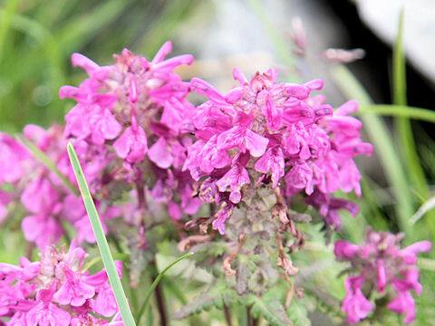 Pedicularis verticillata