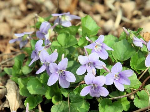 Viola grypoceras