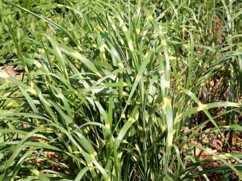 Miscanthus sinensis cv. Zebrinus