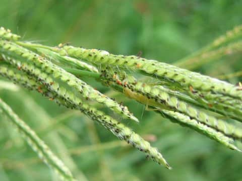 Paspalum urvillei