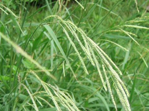 Paspalum urvillei