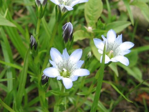Gentiana thunbergii var. minor